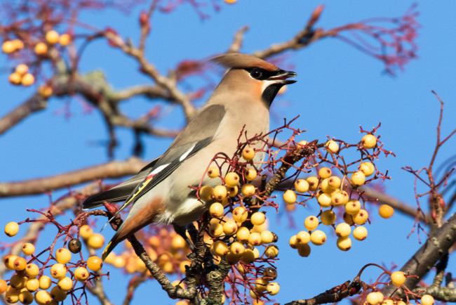 Обои картинки фото животные, свиристели, птичка