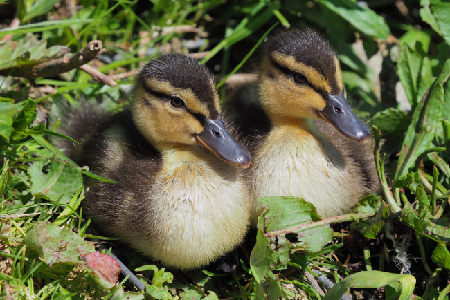 Обои картинки фото животные, утки, птичка