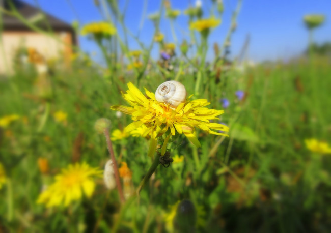 Обои картинки фото цветы, луговые , полевые,  цветы, луг