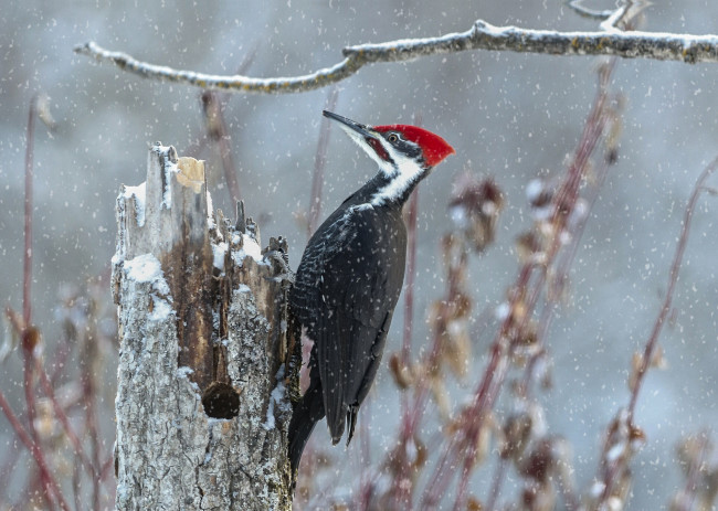 Обои картинки фото животные, дятлы, пень, птица, снег, ветка, дятел