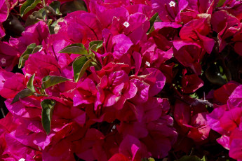 Картинка цветы бугенвиллея розовая бугенвилея