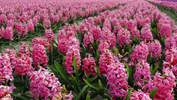 Картинка цветы гиацинты розовые много