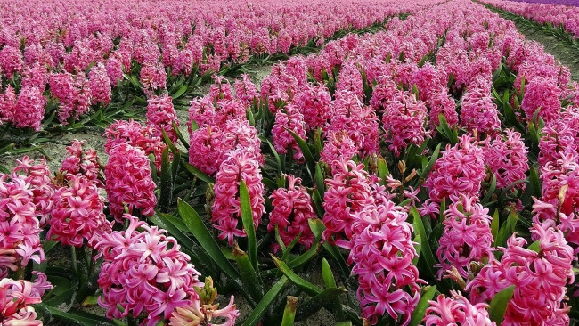 Обои картинки фото цветы, гиацинты, розовые, много