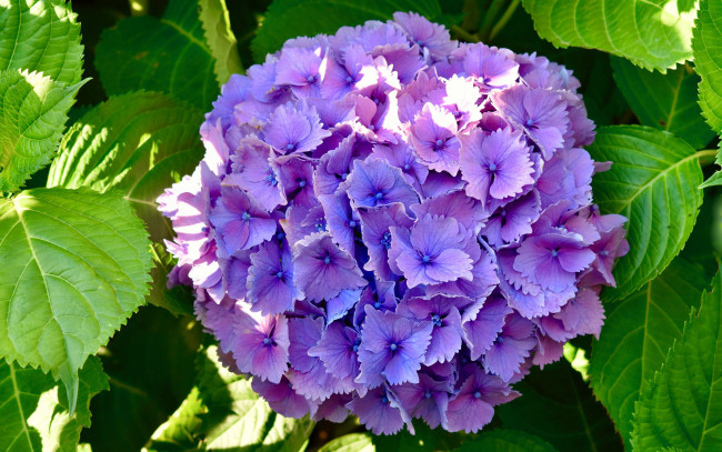 Обои картинки фото цветы, гортензия, лиловая, соцветие