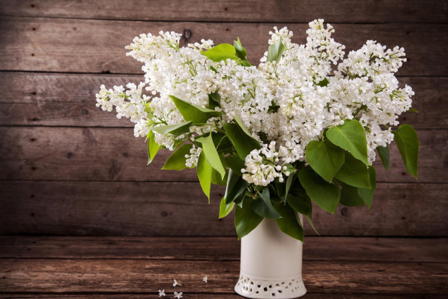Обои картинки фото цветы, сирень, белая, букет