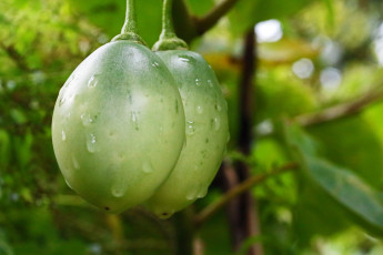 Картинка tomato+fruit природа плоды tomato fruit