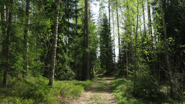 Картинка лесная+дорога природа дороги лес дорога деревья сосны карелия весна май