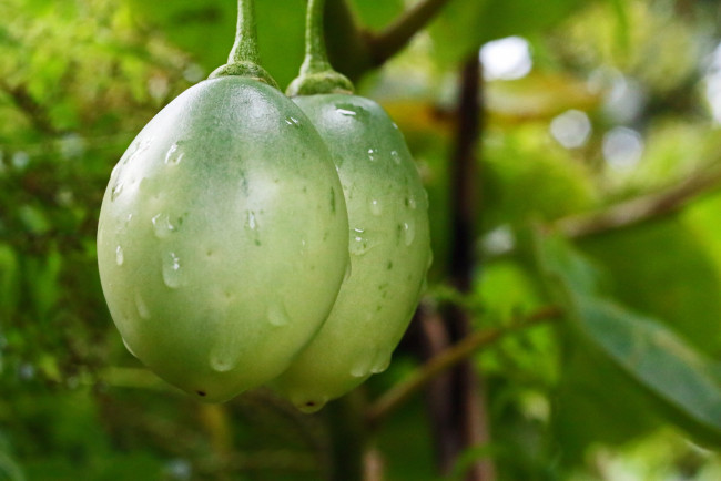 Обои картинки фото tomato fruit, природа, плоды, tomato, fruit