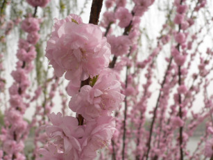 Картинка цветы сакура вишня