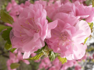 Картинка цветы сакура вишня