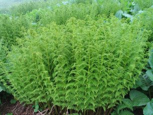 Картинка природа