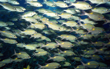 Картинка животные рыбы