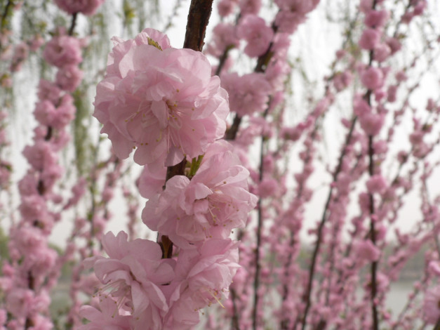 Обои картинки фото цветы, сакура, вишня