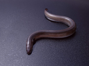 Картинка еда рыба морепродукты суши роллы