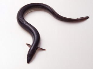 Картинка еда рыба морепродукты суши роллы