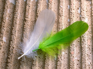 Картинка разное перья