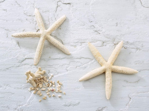 Картинка разное ракушки кораллы декоративные spa камни