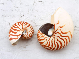 Картинка разное ракушки кораллы декоративные spa камни