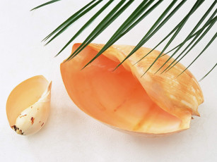 Картинка разное ракушки кораллы декоративные spa камни