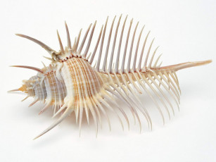 Картинка разное ракушки кораллы декоративные spa камни