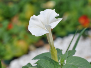 Картинка цветы бругмансия дурман трубы ангела