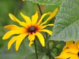 Картинка цветы рудбекия