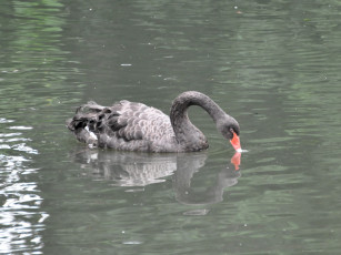Картинка животные лебеди