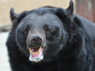 Картинка животные медведи