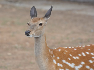 Картинка животные олени