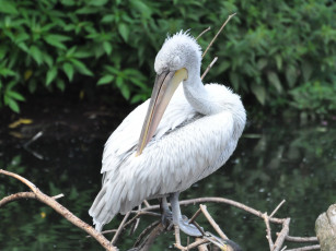 Картинка животные пеликаны