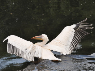 Картинка животные пеликаны