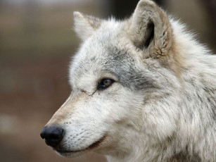 Картинка животные волки