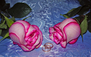 обоя цветы, розы
