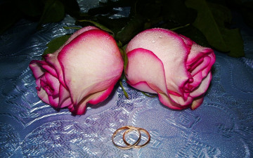 Картинка цветы розы