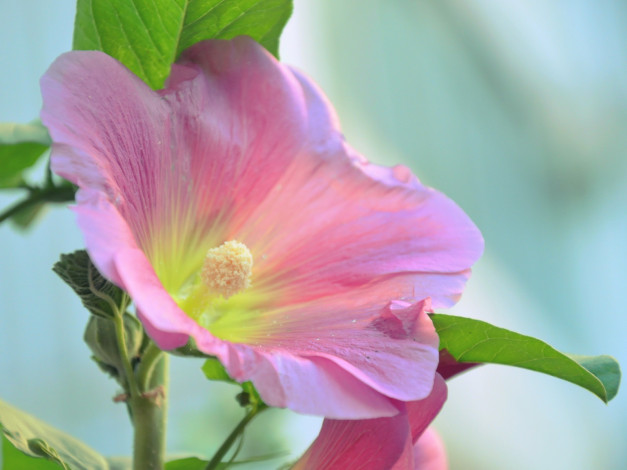 Обои картинки фото цветы, мальвы