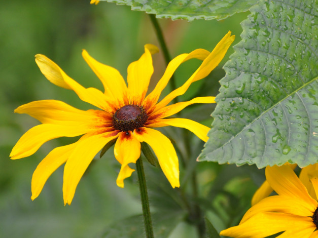 Обои картинки фото цветы, рудбекия