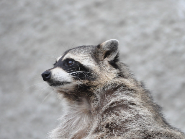 Обои картинки фото животные, еноты