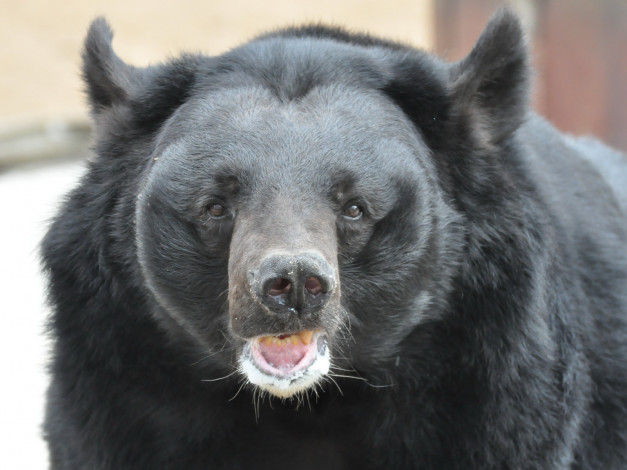 Обои картинки фото животные, медведи