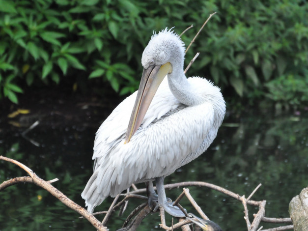 Обои картинки фото животные, пеликаны