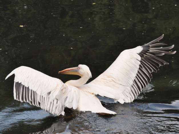 Обои картинки фото животные, пеликаны