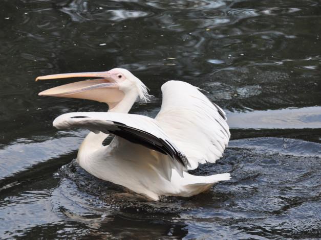 Обои картинки фото животные, пеликаны