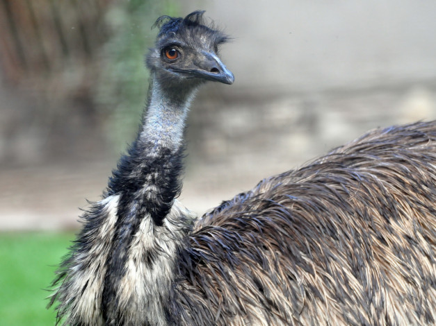 Обои картинки фото животные, страусы