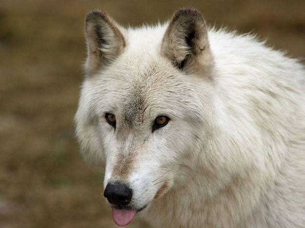 Обои картинки фото животные, волки