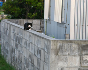 Картинка животные коты