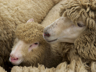 Картинка животные овцы бараны