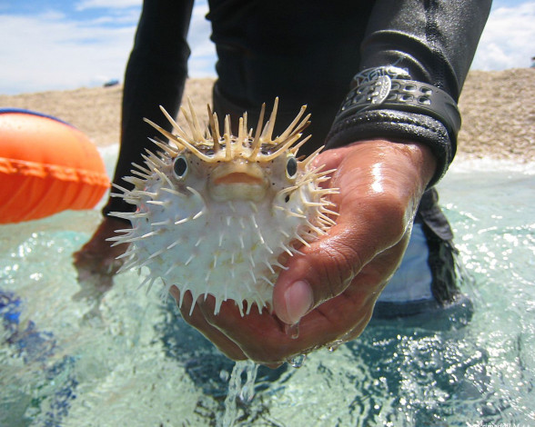 Обои картинки фото животные, морская, фауна