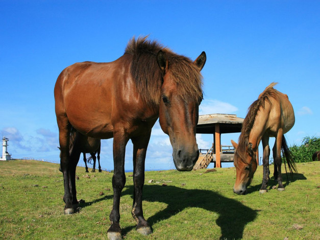 Обои картинки фото животные, лошади
