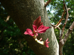 Картинка цветы цветущие деревья кустарники цветок