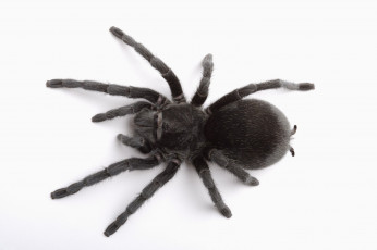 Картинка животные пауки паук