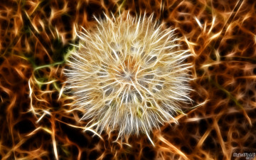 Картинка 3д графика flowers цветы фрактал цветок одуванчик